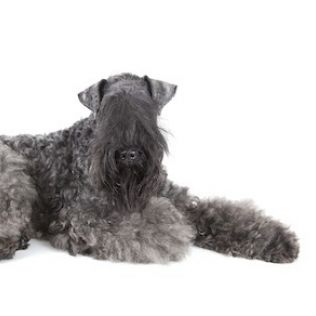 Kerry Blue Terrier