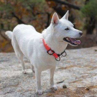 Korea jindo dog