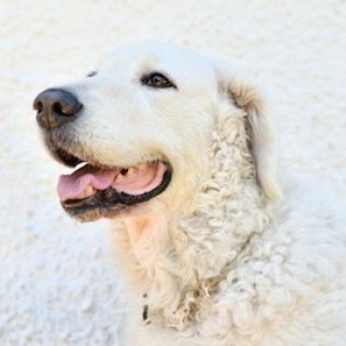 Kuvasz