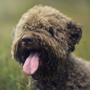Lagotto romagnolo