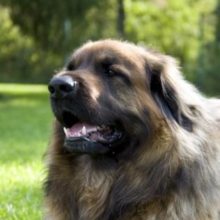 Leonberger
