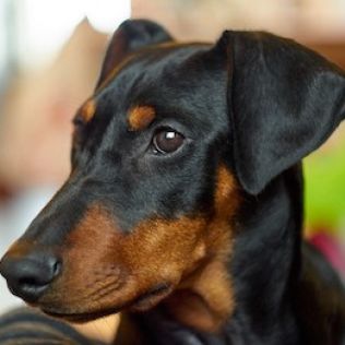 Manchester terrier