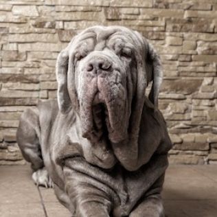 Mastif neapolitański