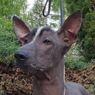 Ксолоитцкуинтли стандартный