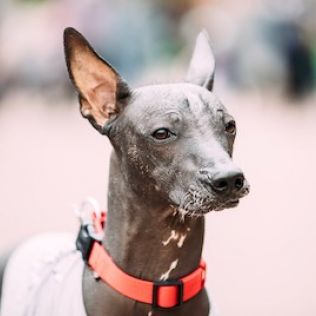 Перуанський голий собака середній