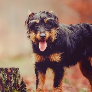 Niemiecki terier myśliwski