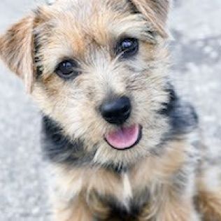 Norfolk Terrier