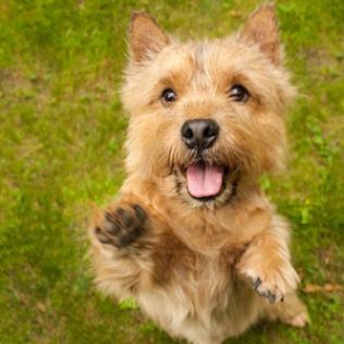 Norwich Terrier
