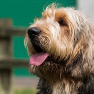 Otterhound