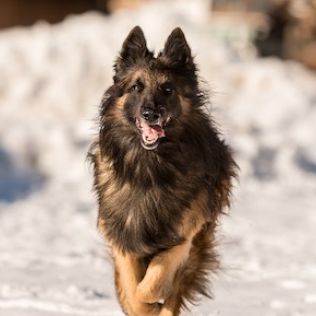 Belgian Shepherd Dog - Tervueren