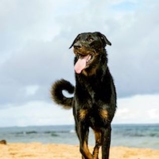 Owczarek francuski Beauceron