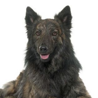 Owczarek holenderski