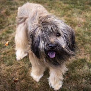 Owczarek kataloński