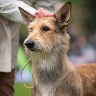 Picardie-Schäferhund