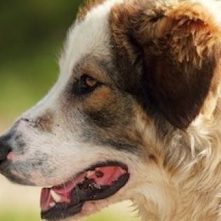 Owczarek rumuński Carpatin