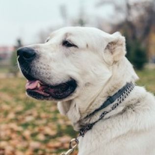 Owczarek środkowoazjatycki