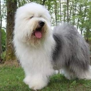 Owczarek staroangielski Bobtail