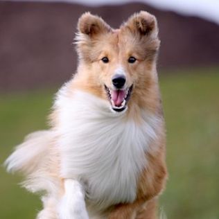 Owczarek szetlandzki