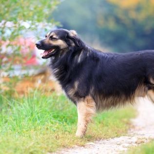 Owczarek z Krasu (Owczarek kraski)