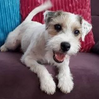 Parson Russell terrier