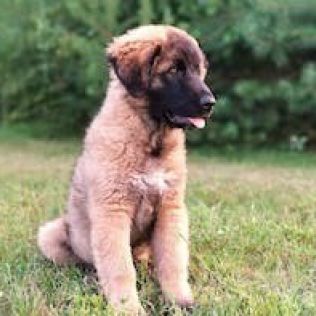 Ештрельська вівчарка