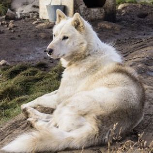 Гренландская собака