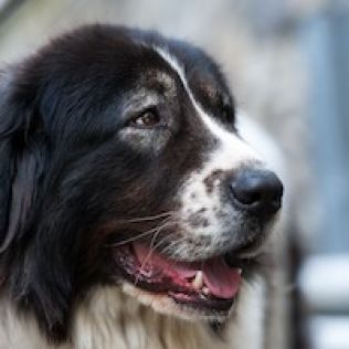 Pies pasterski z Bukowiny