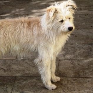 Pinczer holenderski (Holenderski Smoushond)