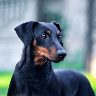 Pinczer średni (Pinczer niemiecki)