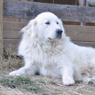 Pirenejski pies górski