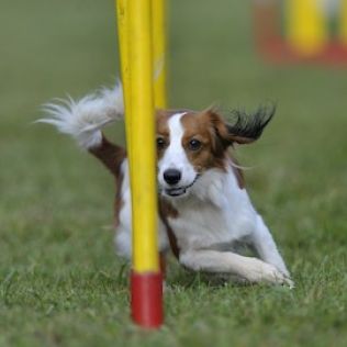 Płochacz holenderski (Kooikerhondje)