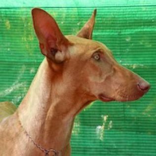 Podenco kanaryjski 