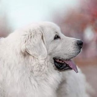 Perro De Pastor Polaco De Podhale