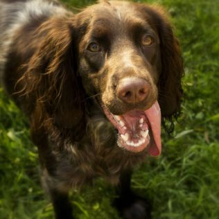 Polski spaniel myśliwski