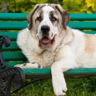 Portugalski pies stróżujący (Mastif portugalski)