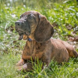 Posokowiec hanowerski