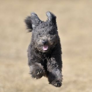 Pumi - Owczarek węgierski