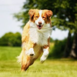 Retriever z Nowej Szkocji 