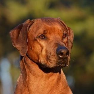 Rhodesian ridgeback