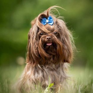 Rosyjska bolonka kolorowa