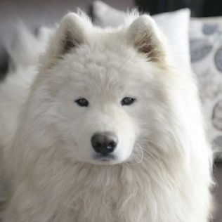 Samoyed (Samojed)