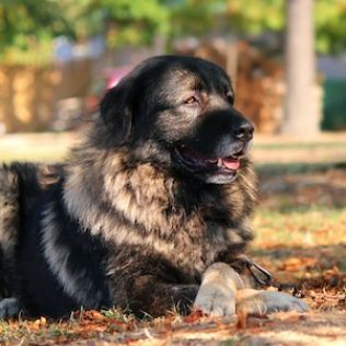 Sarplaninac (Pies pasterski z Szar Płaniny)