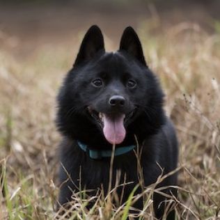 Schipperke