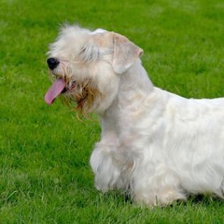 Sealyham Terrier