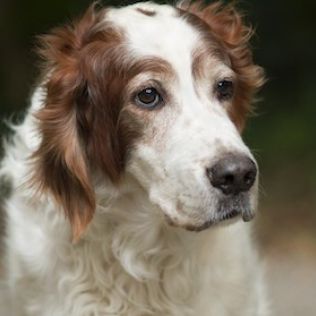 Seter irlandzki czerwono - biały