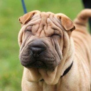 Shar Pei