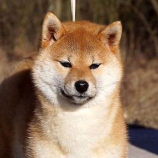 Shiba inu