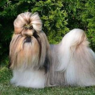Shih Tzu
