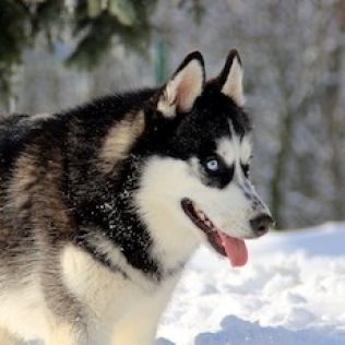 Siberian husky (Husky syberyjski)