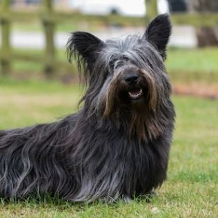 Skye Terrier